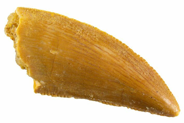 Serrated Raptor Tooth - Real Dinosaur Tooth #347014